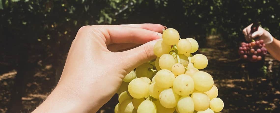 Padbury Pickings at Herne Hill