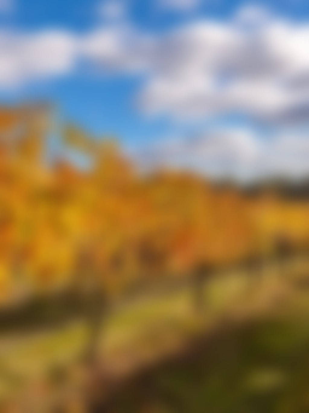Swan Valley autumn vines