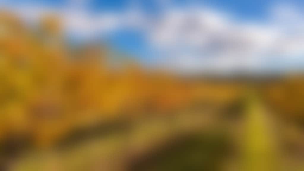 Swan Valley autumn vines