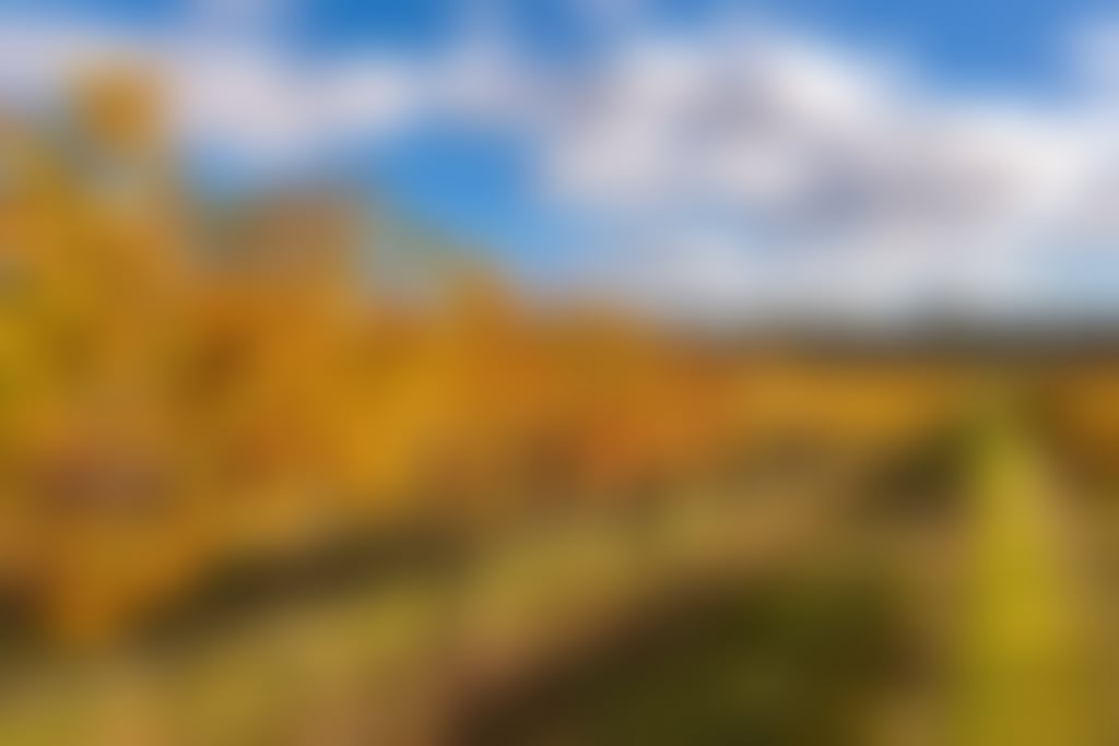 Swan Valley autumn vines