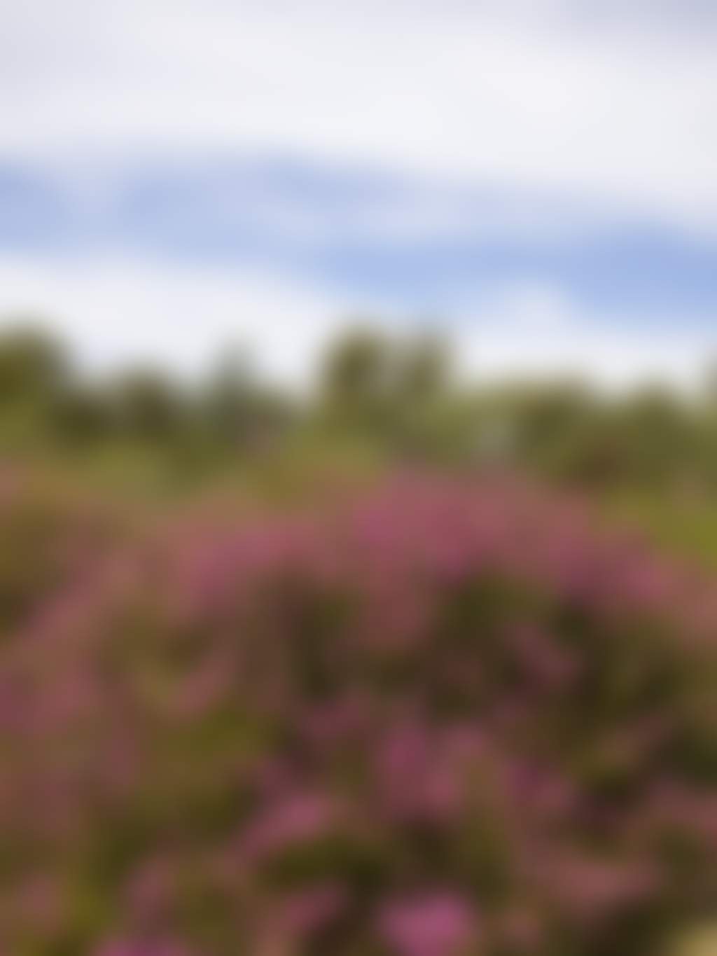 Whiteman Park wildlfower season Hi Res MJ18