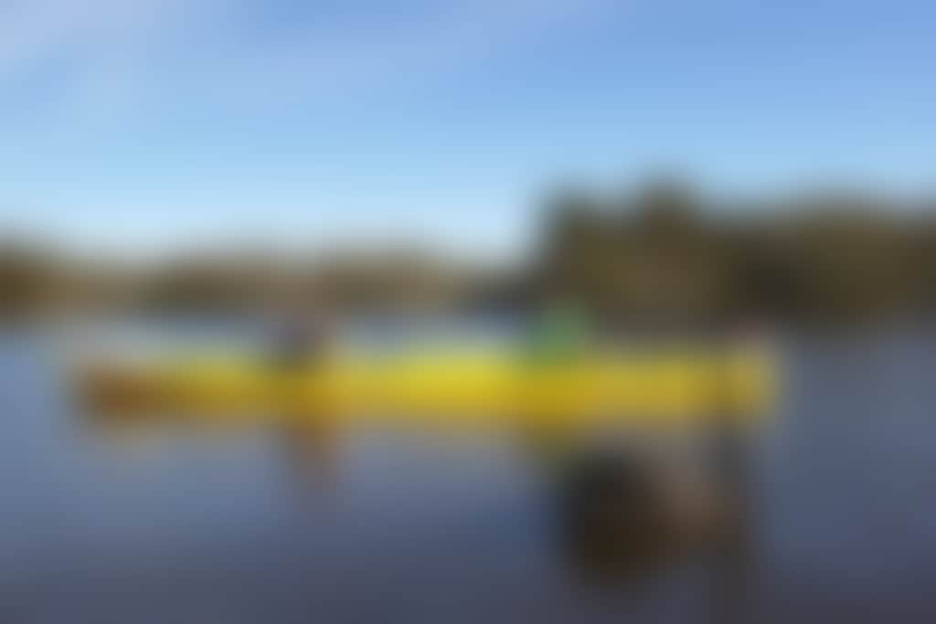 Rivergods Kayaking Tours on the river with swan