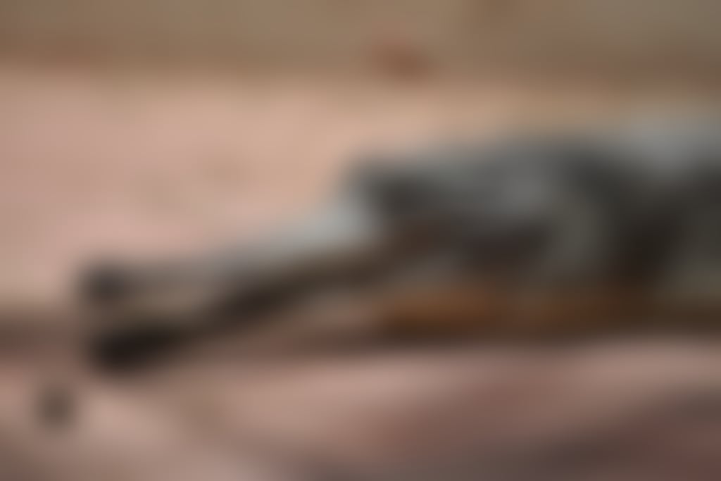 Wa reptile park crocodile