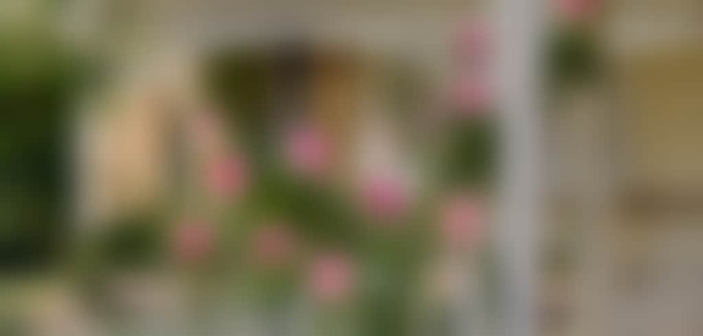 Guildford Roses Helena Street 2