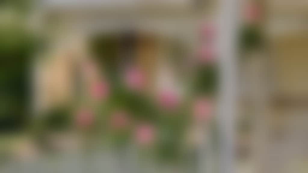 Guildford Roses Helena Street 2