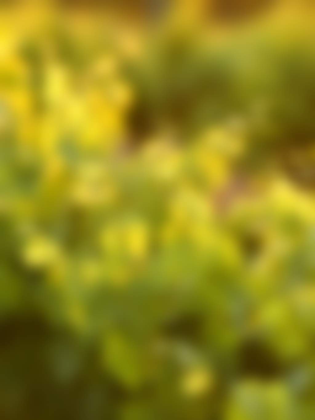 Swan Valley Fresh Fruit