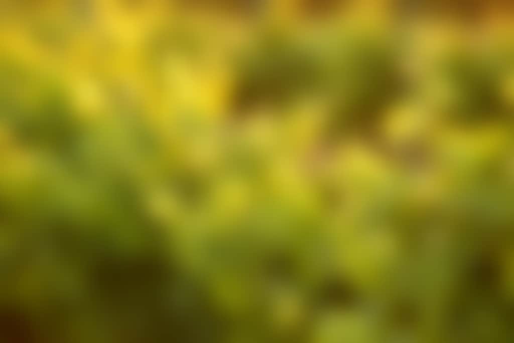 Swan Valley Fresh Fruit