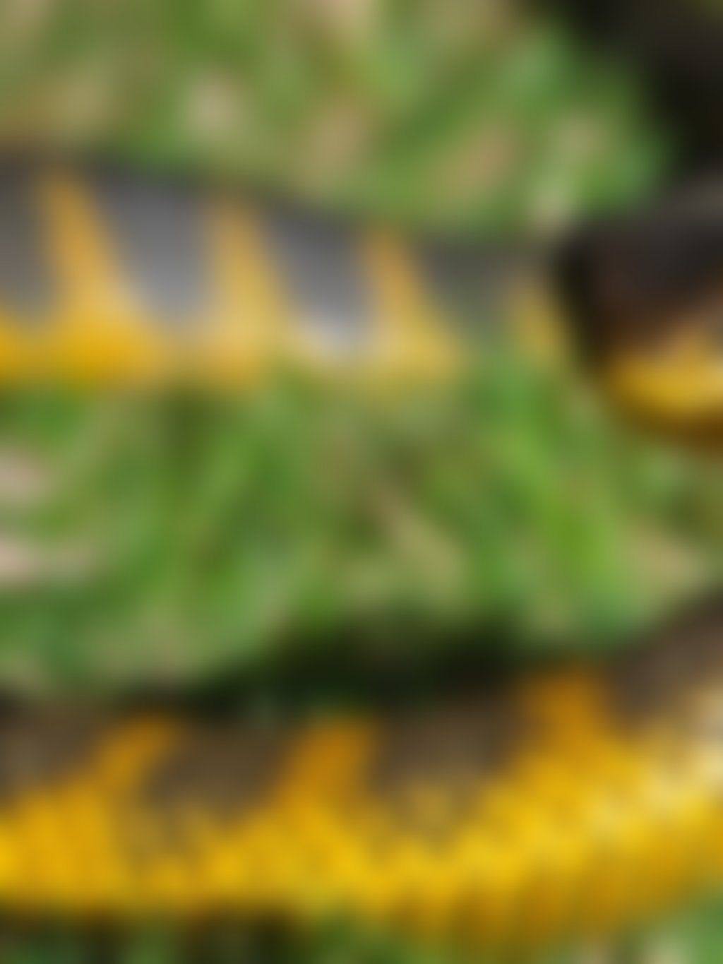 2413c4de e8ec 4936 ab42 d0db0f71b111 WA Reptile Park tiger snake d
