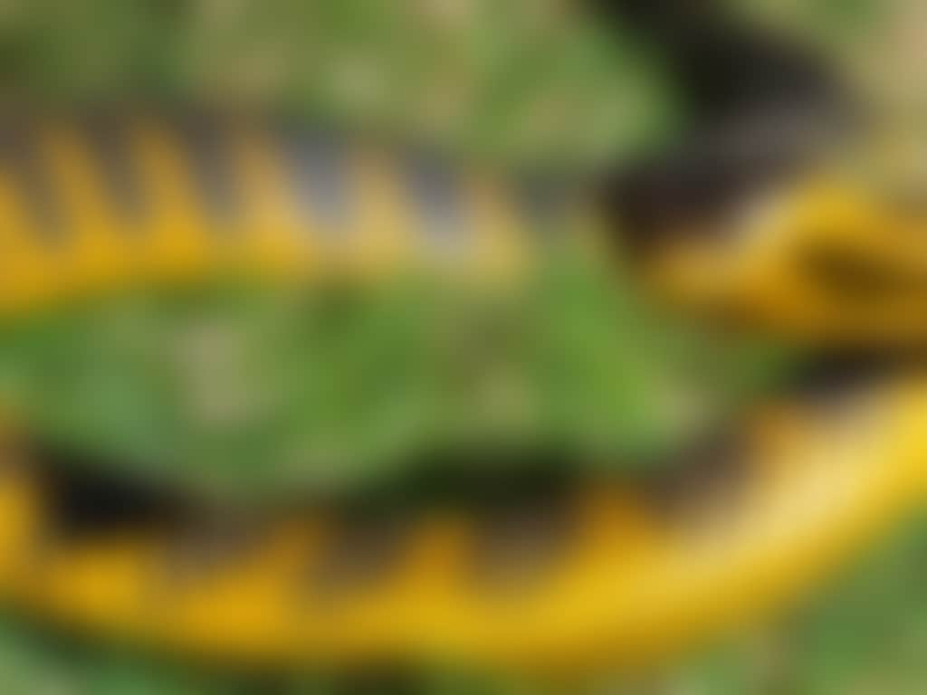 2413c4de e8ec 4936 ab42 d0db0f71b111 WA Reptile Park tiger snake d