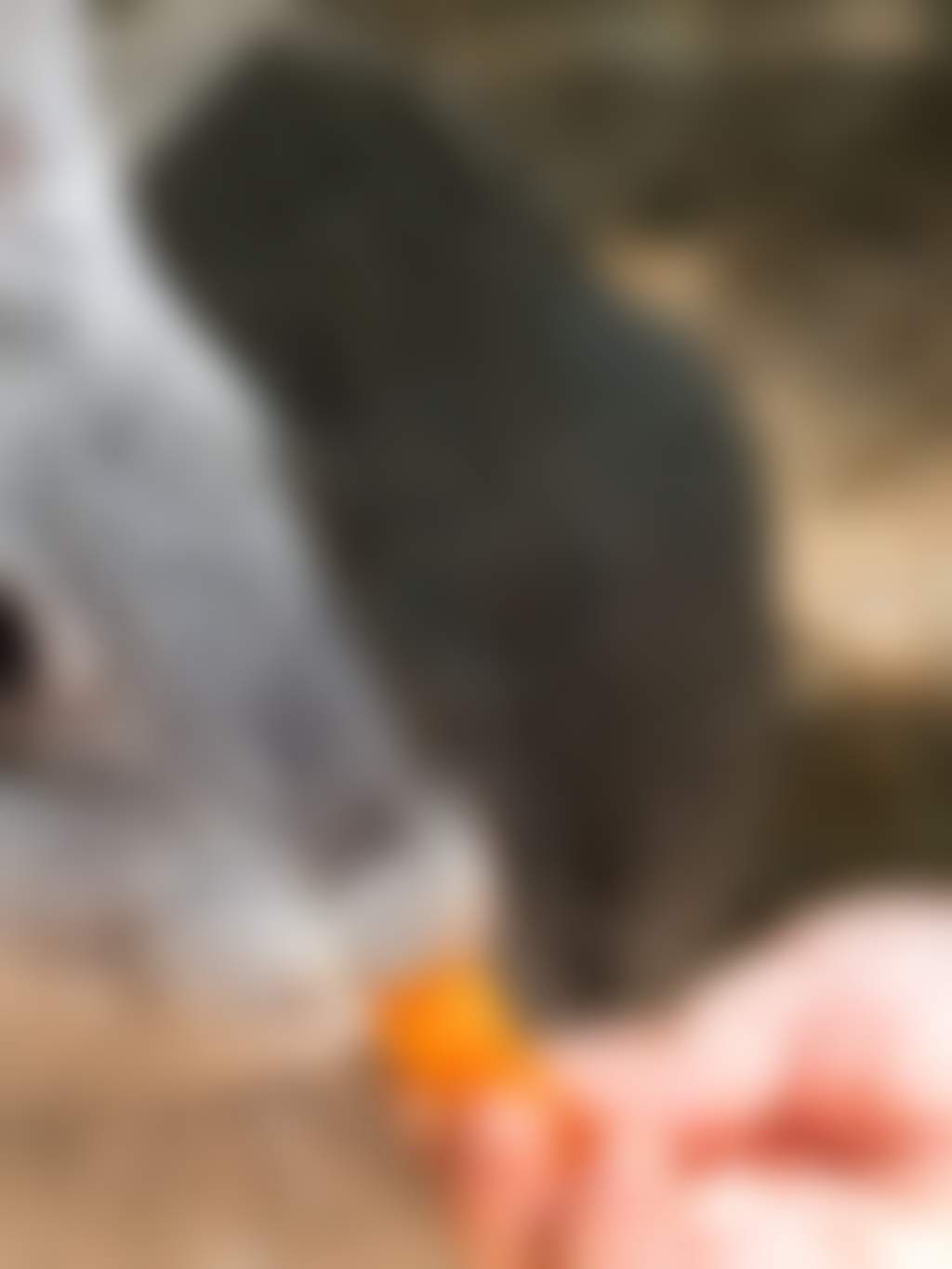 Child feeding rabbit