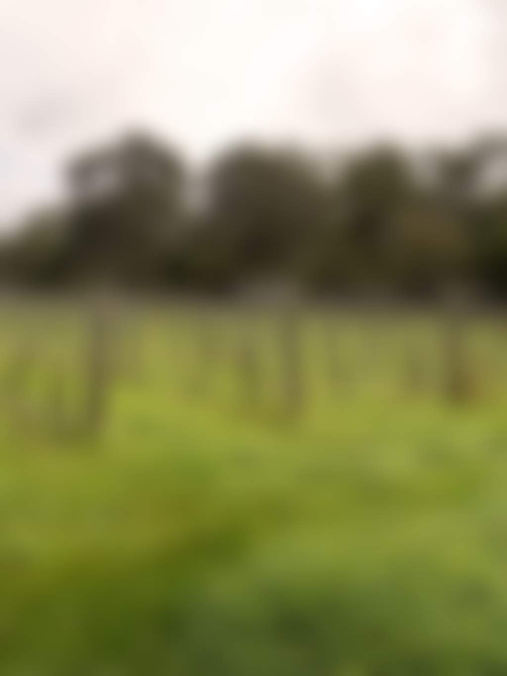 The Abbey and Heafod Glen Winery