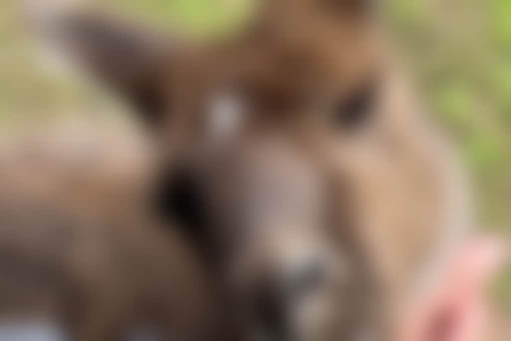 Sv cuddly animal farm kangaroo g