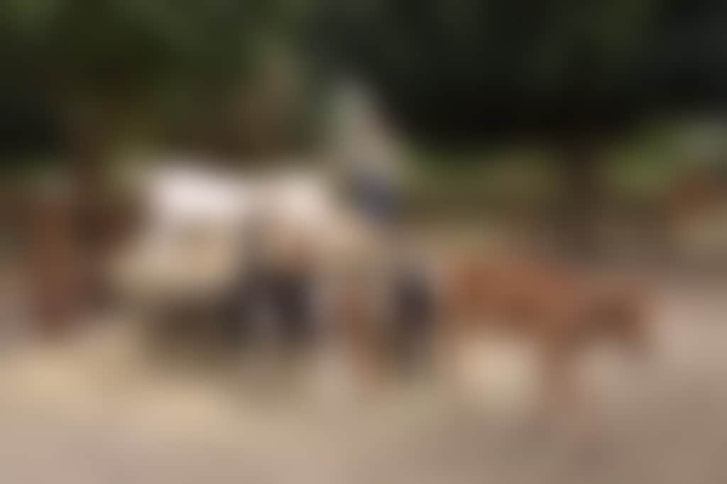 Swan valley cuddly animal farm 1