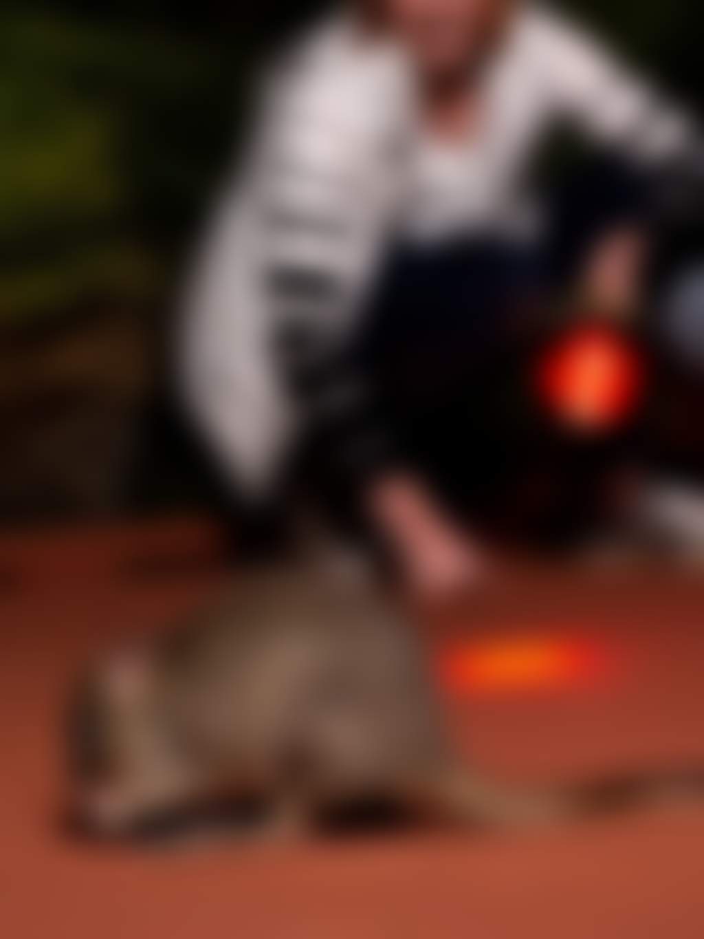 Whiteman Park Night Trail woylie visit