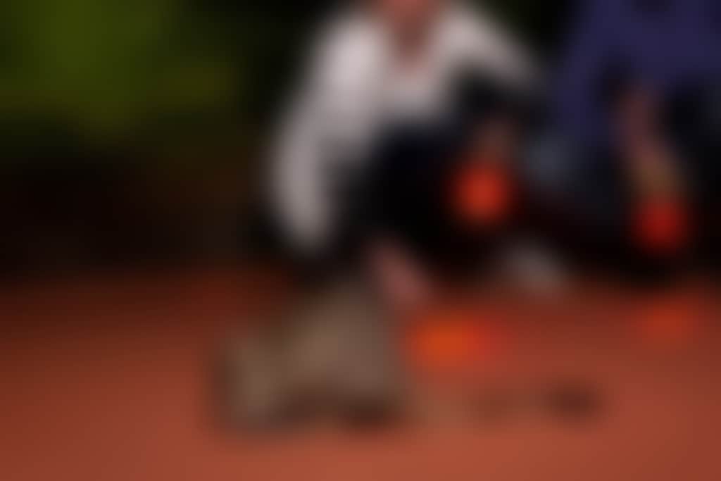 Whiteman Park Night Trail woylie visit